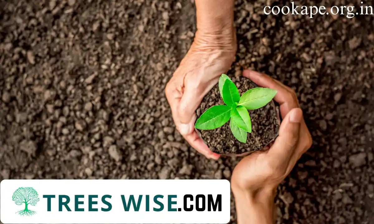 TreesWise.com, Expert Tree Care and Gardening Tips (2026)